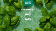Spearmint Basil - Outdoor Fresh Start